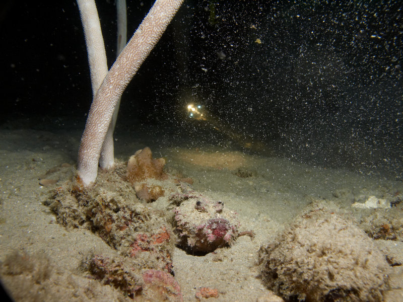 Scorpion Fish